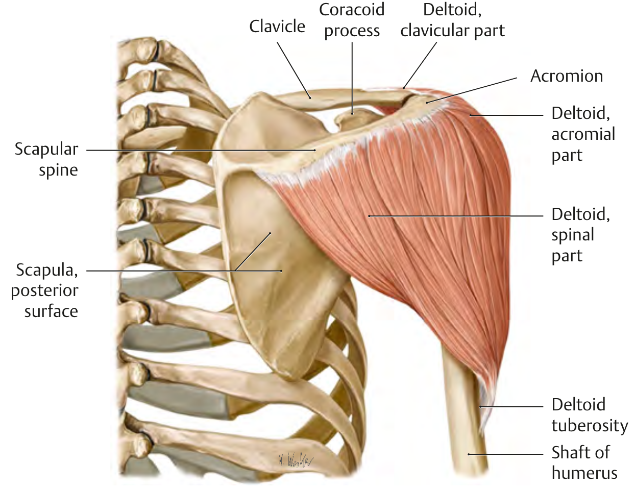 Deltoid Muscle (Posterior view)1